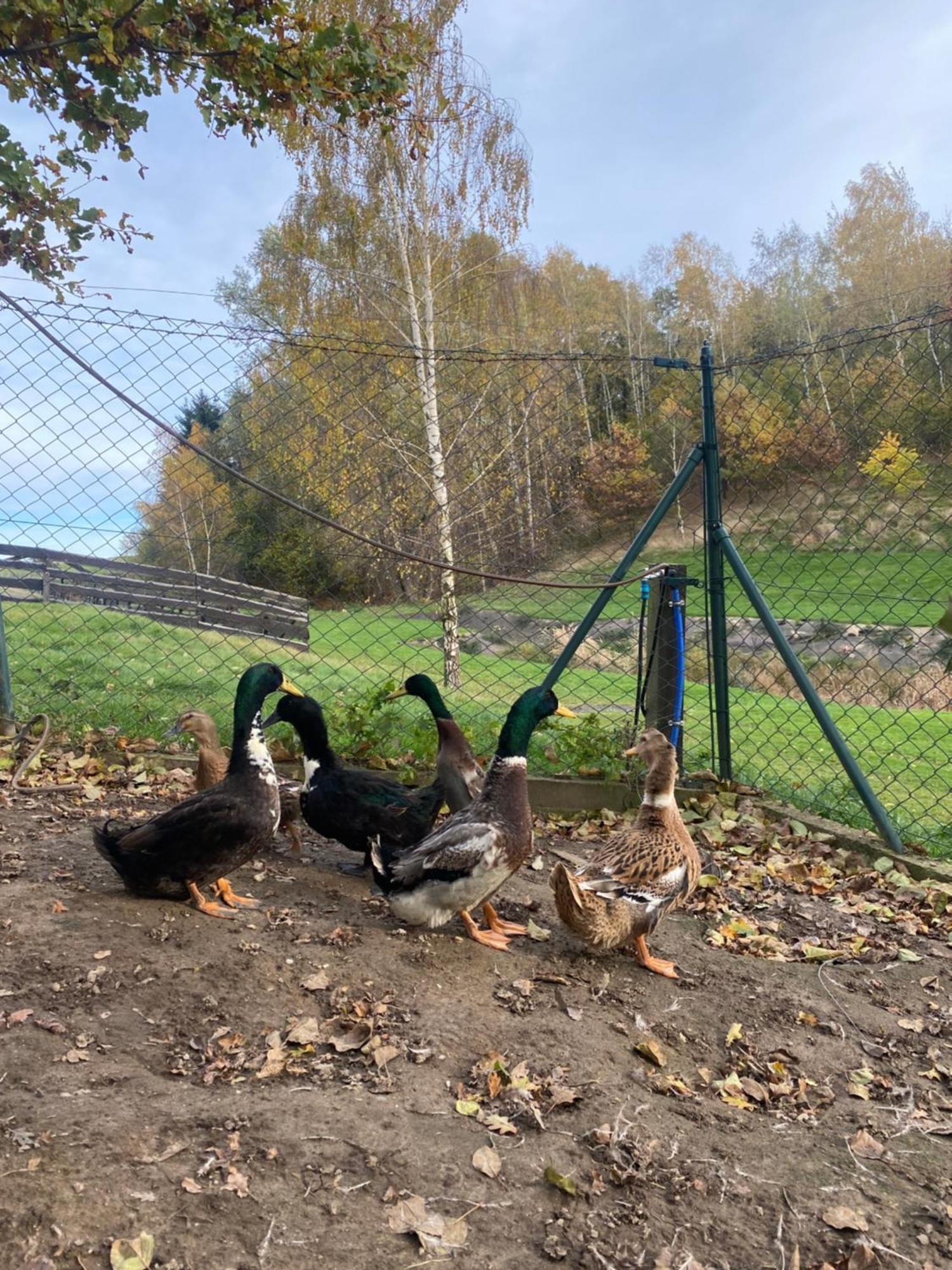 Na Uboczu Villa Gryfów Śląski Kültér fotó